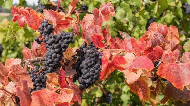 Rotwein
