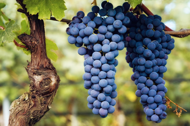 Vineyard 1
