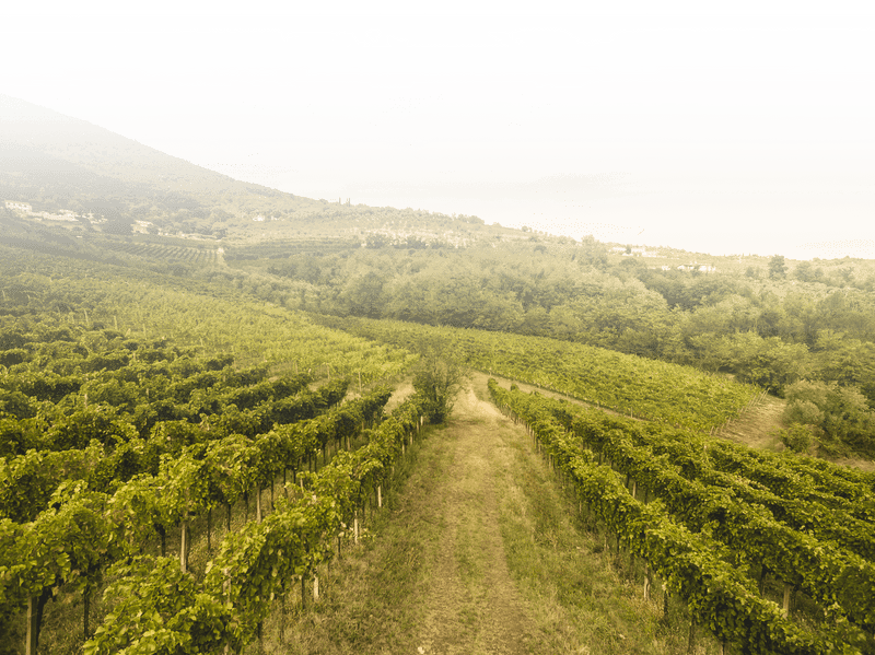Vineyard 1