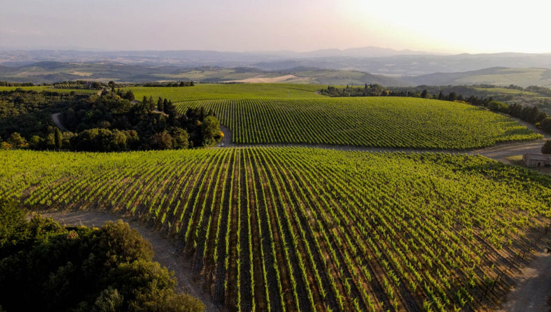 Vineyard 1