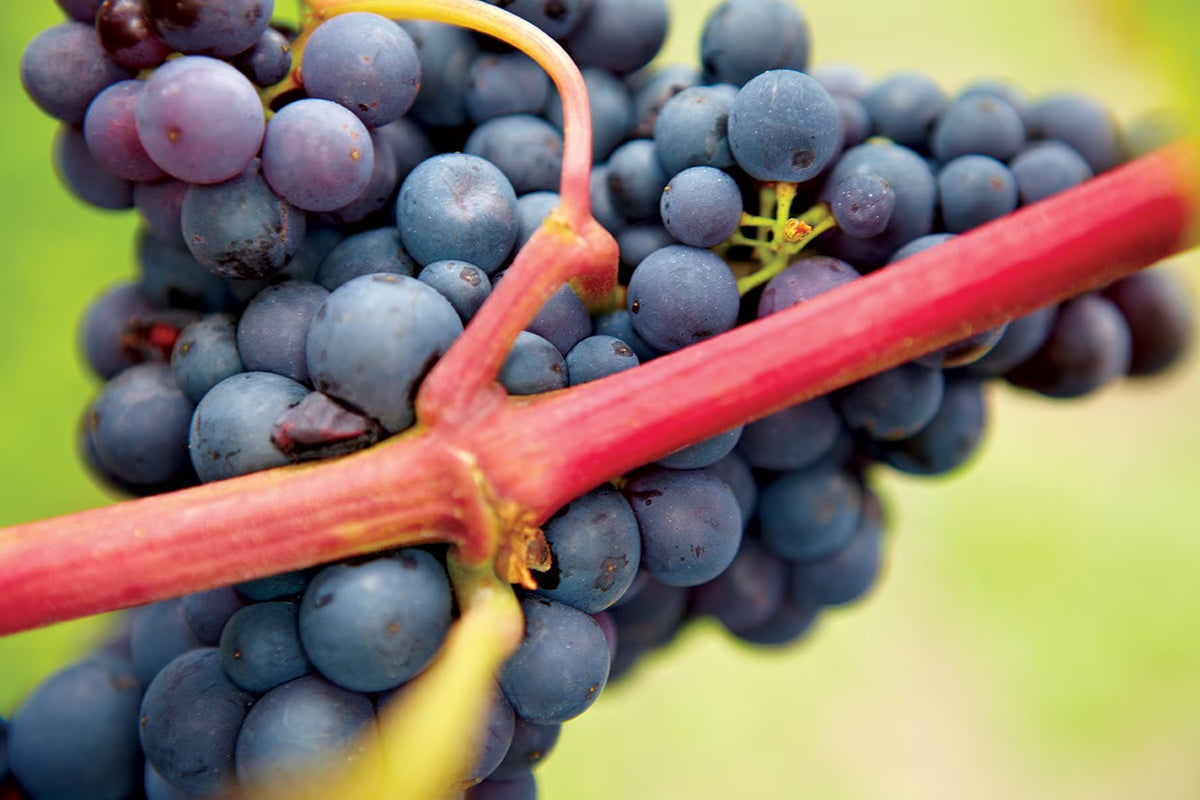 Weingut und Weinberge von Terra Magica 360