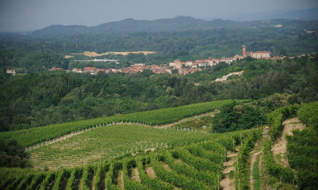 Vineyard 1