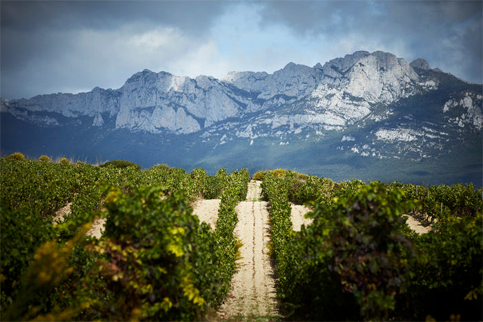 Vineyard 1