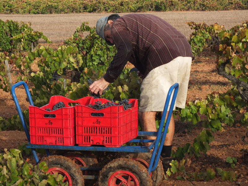 Vineyard 1