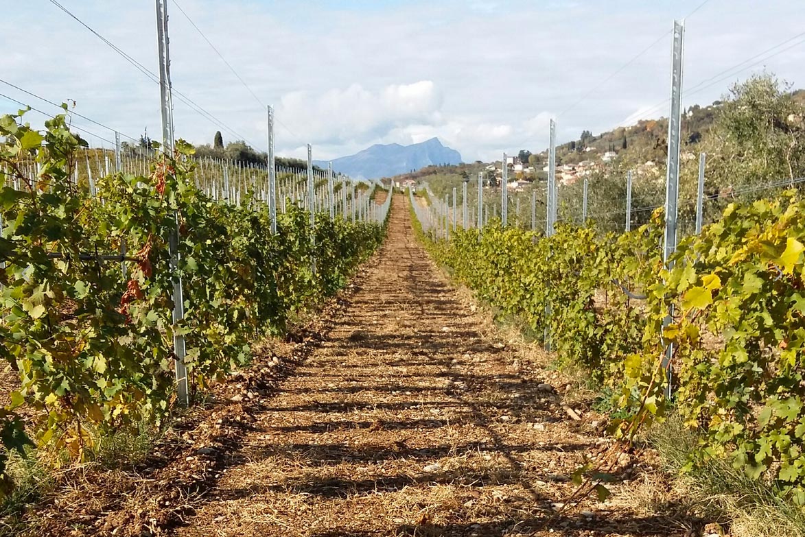 Amarone Selection DI CARLO della Valpolicella Classico DOCG Cantine Lenotti