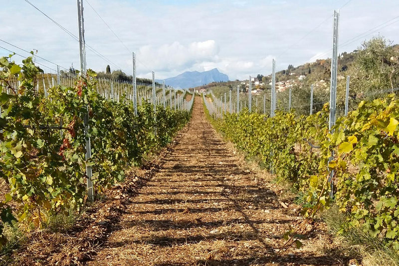 Vineyard 1