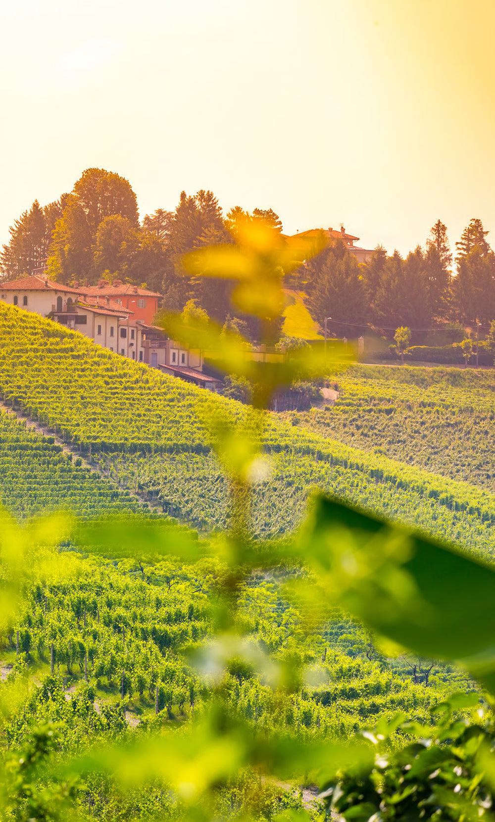 Arneis Langhe Runcneuv DOC 2025