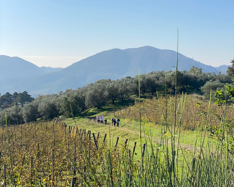 Vineyard 1