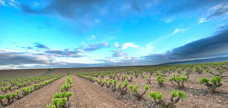 Vineyard 1