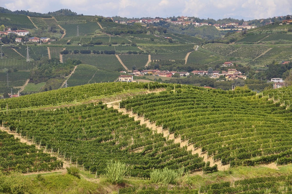 Weingut und Weinberge von Vini Briganti