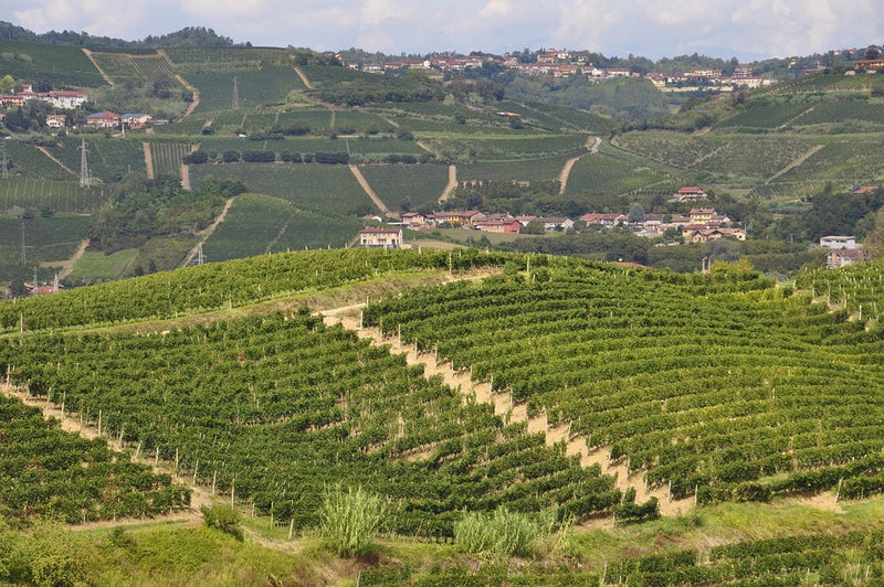 Vineyard 1