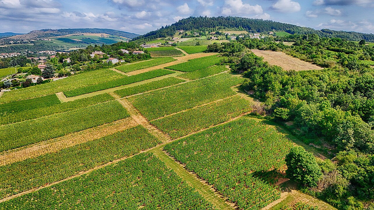 Weingut und Weinberge von Vitus