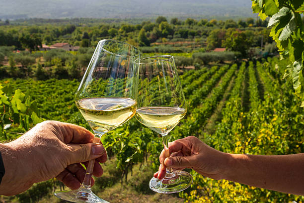 Vineyard 1