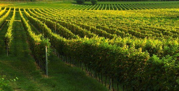 Vino Rosato DOC Cà dei Frati